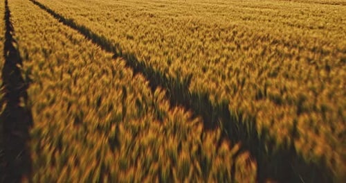 Golden wheat field at sunset with tractor tracks
