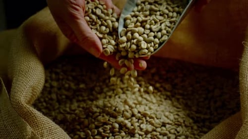 Raw Coffee Beans Scooped from a Burlap Sack