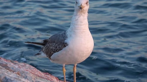 Lone Seagull Standing On The Cliffs Near To The Blue Ocean