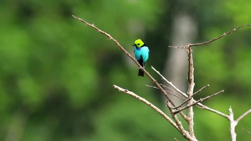 Hermosa y colorida ave Paradise Tanager en la exótica luz del día de la selva tropical