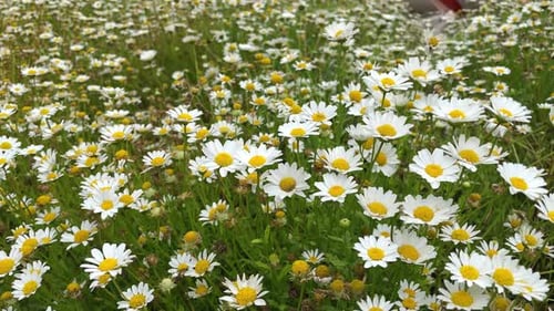 Feld weißer Gänseblümchen im Wind, schwankende Nahaufnahme, weiße blühende Kamillenblüten, Sommerfeld, Wiese