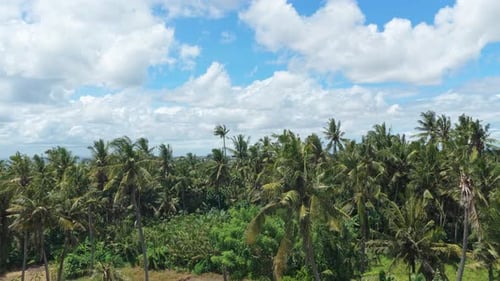 Aerial view of bali united training center football pitches