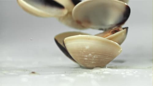 Vongole frais tombant sur fond blanc filmé sur une caméra haute vitesse à 1000 images par seconde