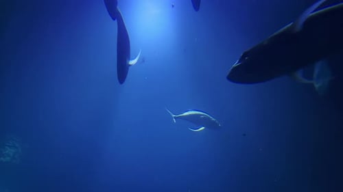 View from the seabed upwards of underwater life. Large fish, sharks and stingrays slowly swim by.