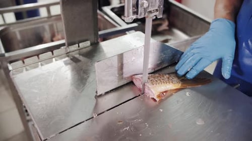 Fish Being Filleted on a Stainless Steel Conveyor in a Processing Plant