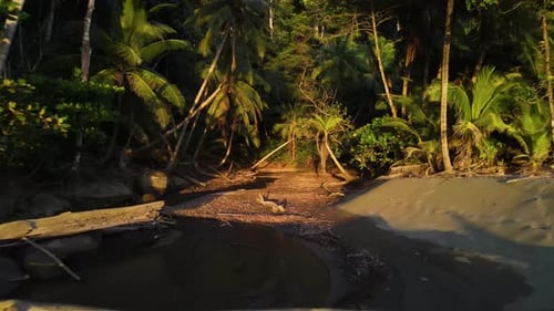 Aerial shot entering a dry river trail into the jungle in Osa Peninsula, Costa Rica