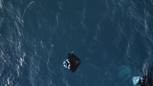 Manta Rays Gracefully Floating In Deep Blue Ocean