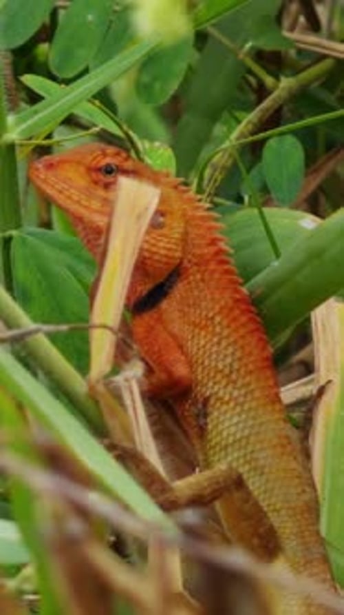Vidéo verticale. Lézard orange vif reposant parmi des tiges vertes denses en téléobjectif rapproché avec