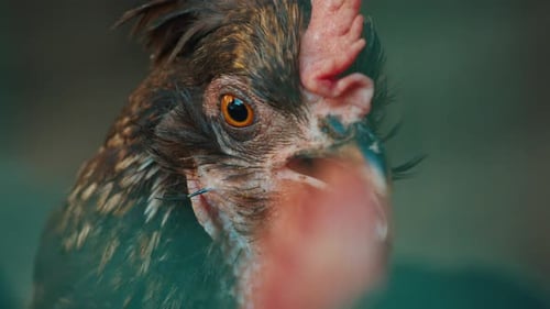 Close Up Portrait of the Hen in the Farm
