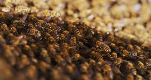 Gros plan des abeilles dans un rucher