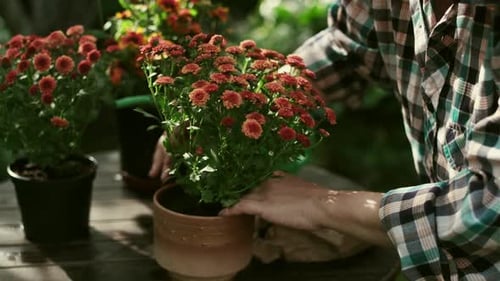 Container Gardening Woman Replanting Flowering Plant in Pot