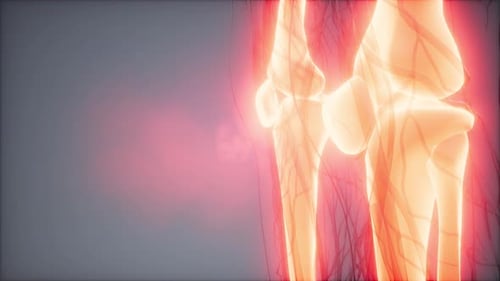 3D Human Body Scan: Glowing Skeletal and Vascular Systems