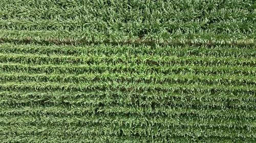 Corn Field Aerial