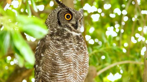 Un grand-duc d'Afrique perché dans un arbre fait tourner la tête en regardant autour de lui pendant la journée