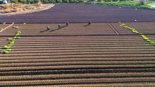 Aerial view of farmers plating lettuces patchs from pots on plantation at agricultural field in Spai