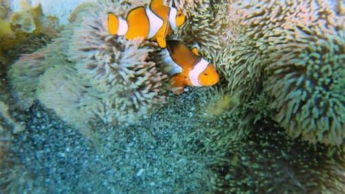 Couple de poissons clown Nemo orange dans le récif corallien