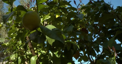 Ripe Lemons Growing on Tree in Orchard