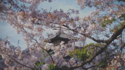 Traditional Japanese temple viewed through blossoming cherry trees in Kyoto, capturing the beauty an