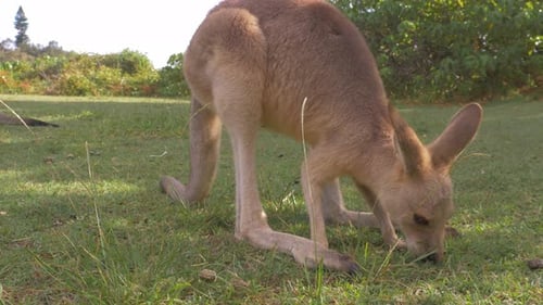Rotes Känguru isst grünes Gras auf dem Feld - Landsäugetier, das in Australien heimisch ist. - Nahaufnahme