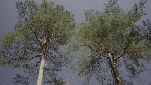 upshot looking at the evergreen trees in early spring in the forest with blue sky background