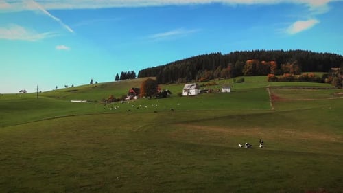 Grazing cows in mountain landscape
