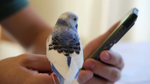 Wellensittich spielt mit gutaussehendem Mann, niedlicher Wellensittich, lustiger blau-lila Sittich, der auf dem Smartphone sitzt