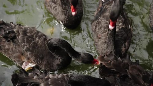 slow-motion of black swan eating on a pond
