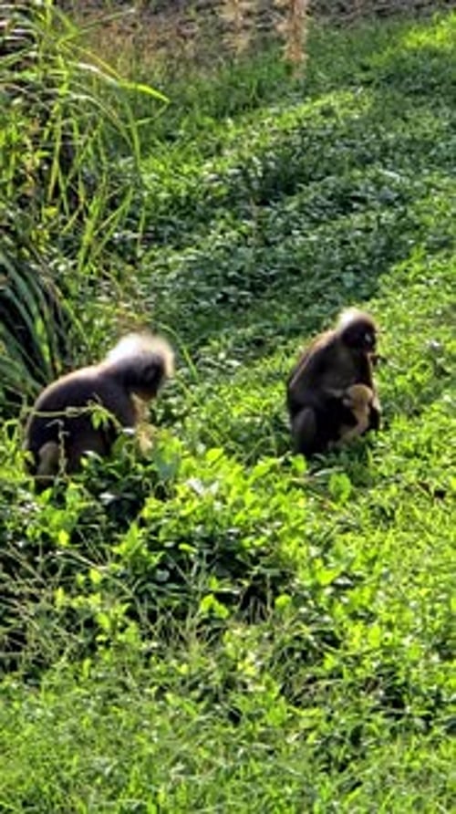 Singes espiègles explorant une végétation luxuriante en Thaïlande pendant un après-midi ensoleillé