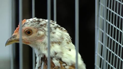 Le plus beau poulet nain de Lettonie