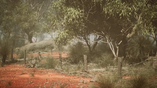 Whispering Path A Serene Journey Through the Enchanting Australian Bush