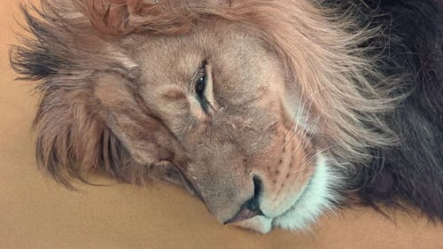 Berberlöwe (Panthera leo leo). Schlafender Löwe