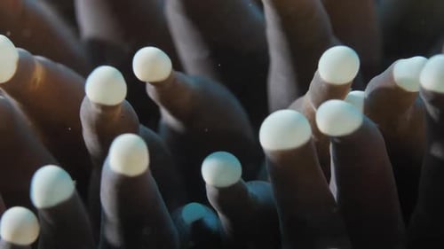 Sea Anemone Coral Reef on Turquoise Seabed in Southeast Asia