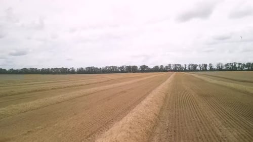 Wheat field aerial view in Ukraine