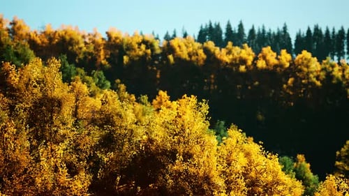 Magische gelbe Bäume, die in der Sonne leuchten