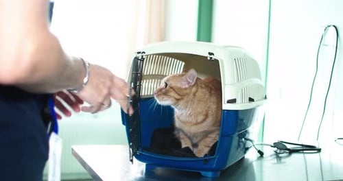Veterinarian Removing Orange Tabby Cat from Carrier