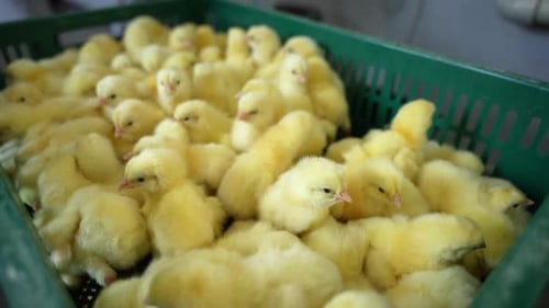 Growing and Breeding Chickens on the Farm