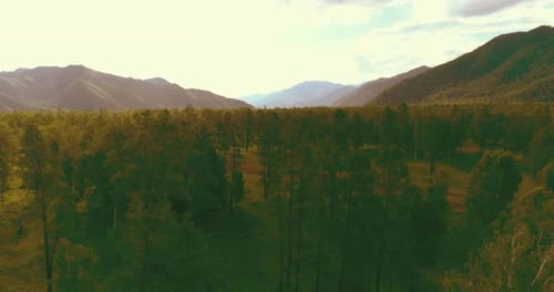 Aerial View Low Flight Above Evergreen Pine Tree Landscape with Endless Mountain Forest at Sunny