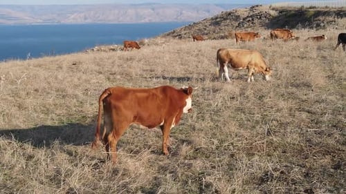Aerial Panning Shot Of Domestic Cattle Grazing On Mount Arbel, Drone Flying Over Mountain
