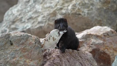 Mink with a white bass in its mouth on rocks