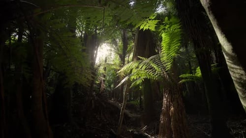 Light beaming through a thick lush green forest during sunset. Tropical trees everywhere.
