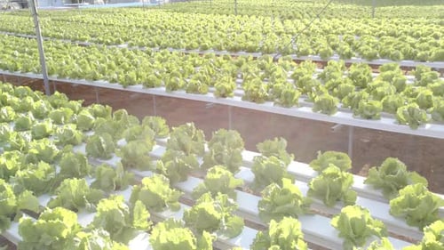Growing fresh lettuce in hydroponic farm, showcasing sustainable agriculture in greenhouse, copy spa
