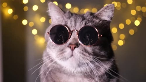 Stylish Tabby Cat Wearing Sunglasses Close Up