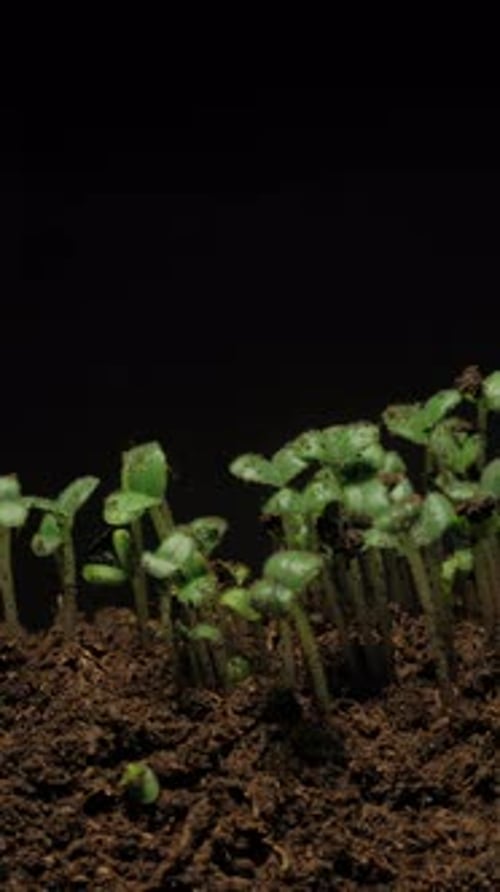 Sprouts Growing in a Vertical Time-lapse Shot