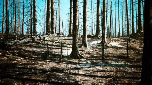 Forest Fire in the Afternoon