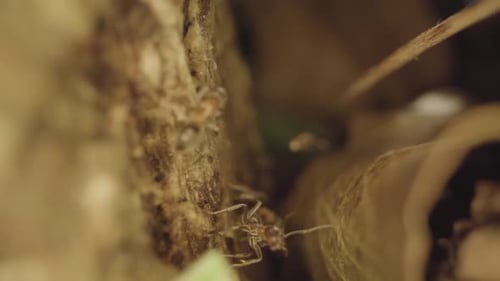 Small Insects Walk on Dry Leaves