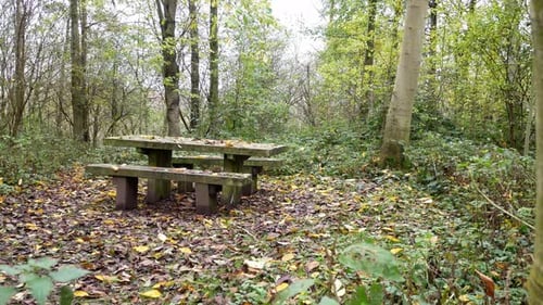 Picnic Table in Autumn Woodland Park