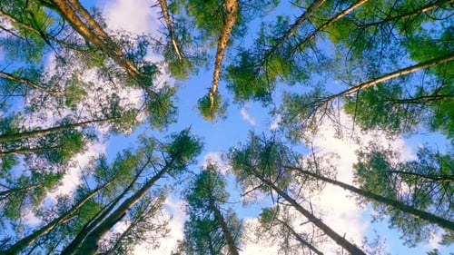 Forest Wood Tree Sun Sky Top Leaves Wind Summer Beautiful Nature Green