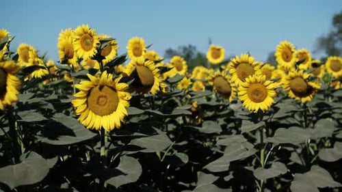 Endless Sunflower Field