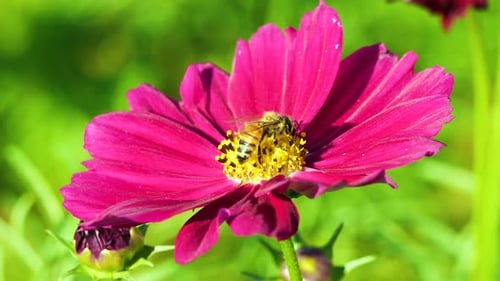 Flying bee covered with pollen collecting nectar on flower. Close up view slow motion. Bee on flo
