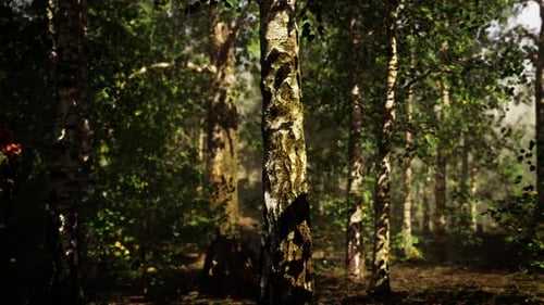 A Dense Birch Forest with Towering Trees Reaching Towards the Sky